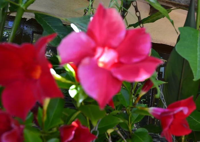 El Lance Gospodarstwo wiejskie *