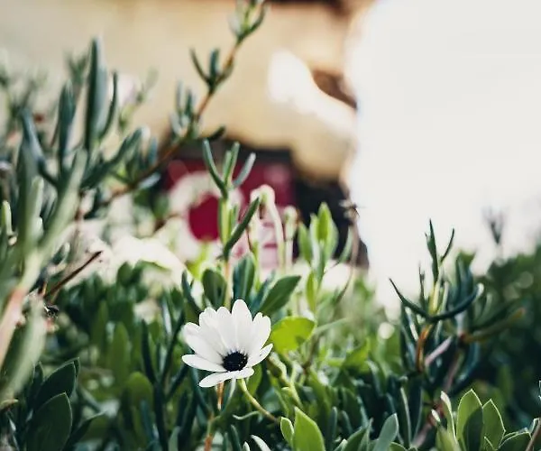 Gospodarstwo wiejskie El Lance *